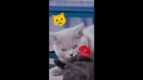 New Funny Videos 202🤣cats🐈‍⬛ and Dogs