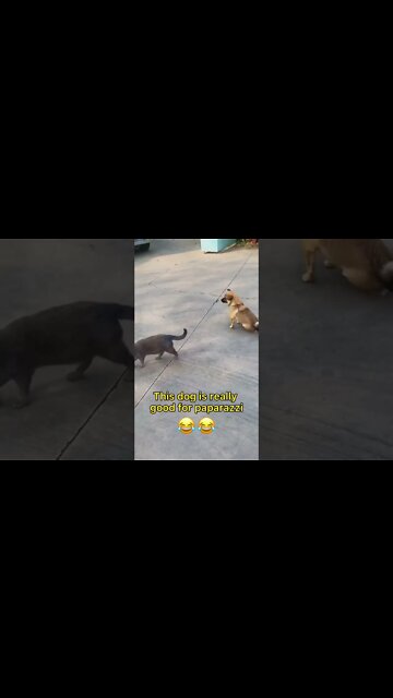 This Dog is really good for paparazzi