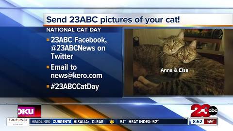 23ABC viewers send in pictures of their cats for National Cat Day part 3