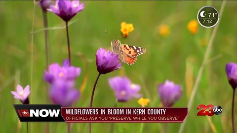 Protecting the wildflowers in Kern County