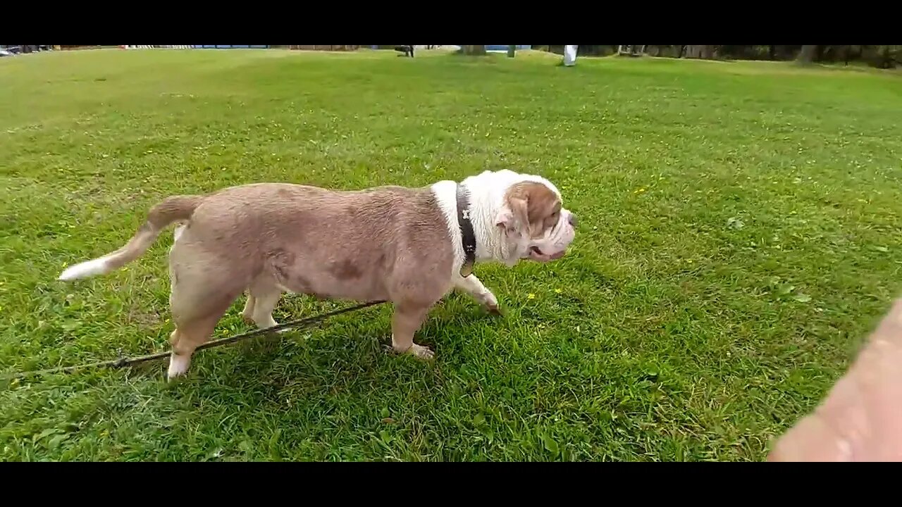 Winnie op de groote wielen in Leeuwarden