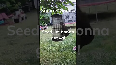 WHOA! You Won't Believe What This Playful Squirrel Is Doing NOW! #shorts