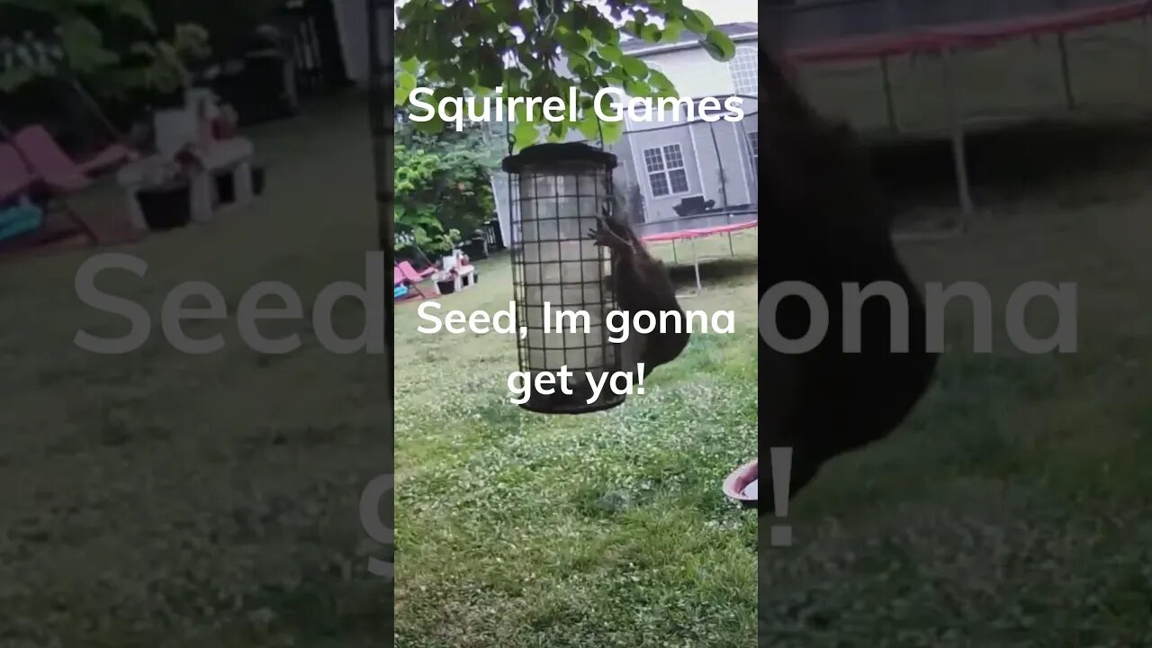 WHOA! You Won't Believe What This Playful Squirrel Is Doing NOW! #shorts