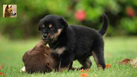 Beautiful Dogs Relaxing Video