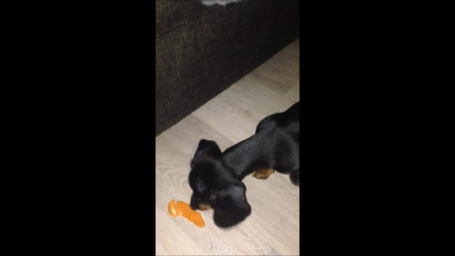 Piece of fruit makes puppy go crazy