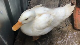 Putting all the birds together Part II duck attacks the new chicks