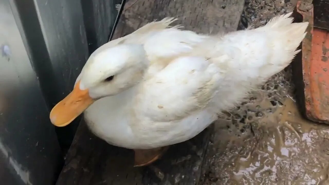 Putting all the birds together Part II duck attacks the new chicks