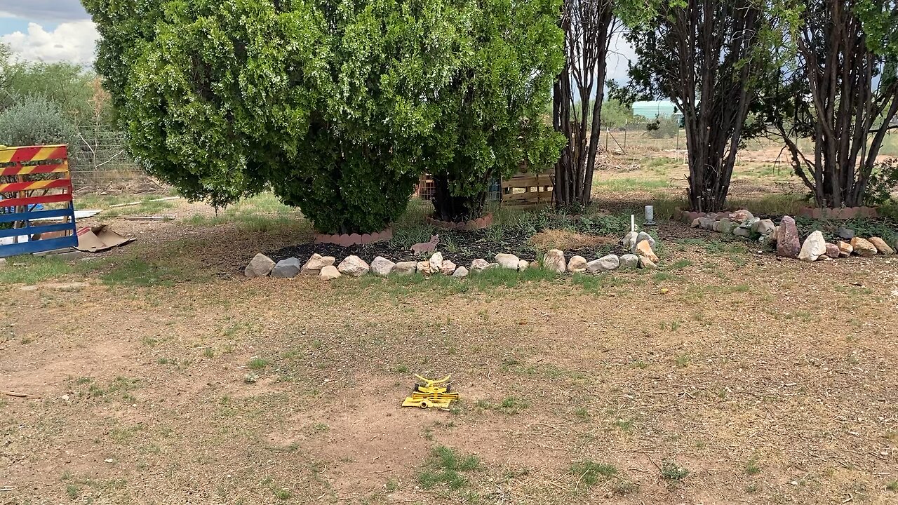 Chickens in the yard