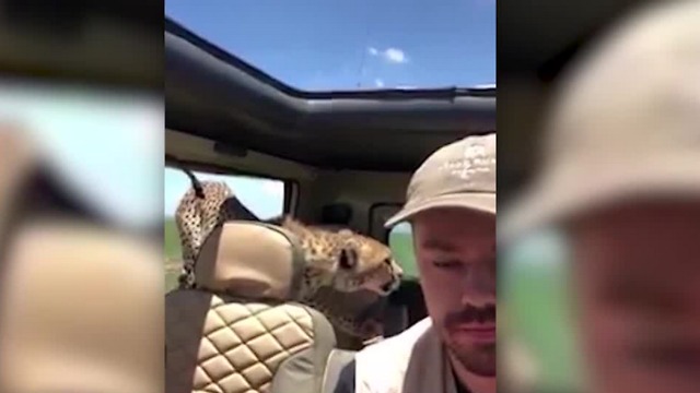 Cheetah climbs into tourist's car during safari trip