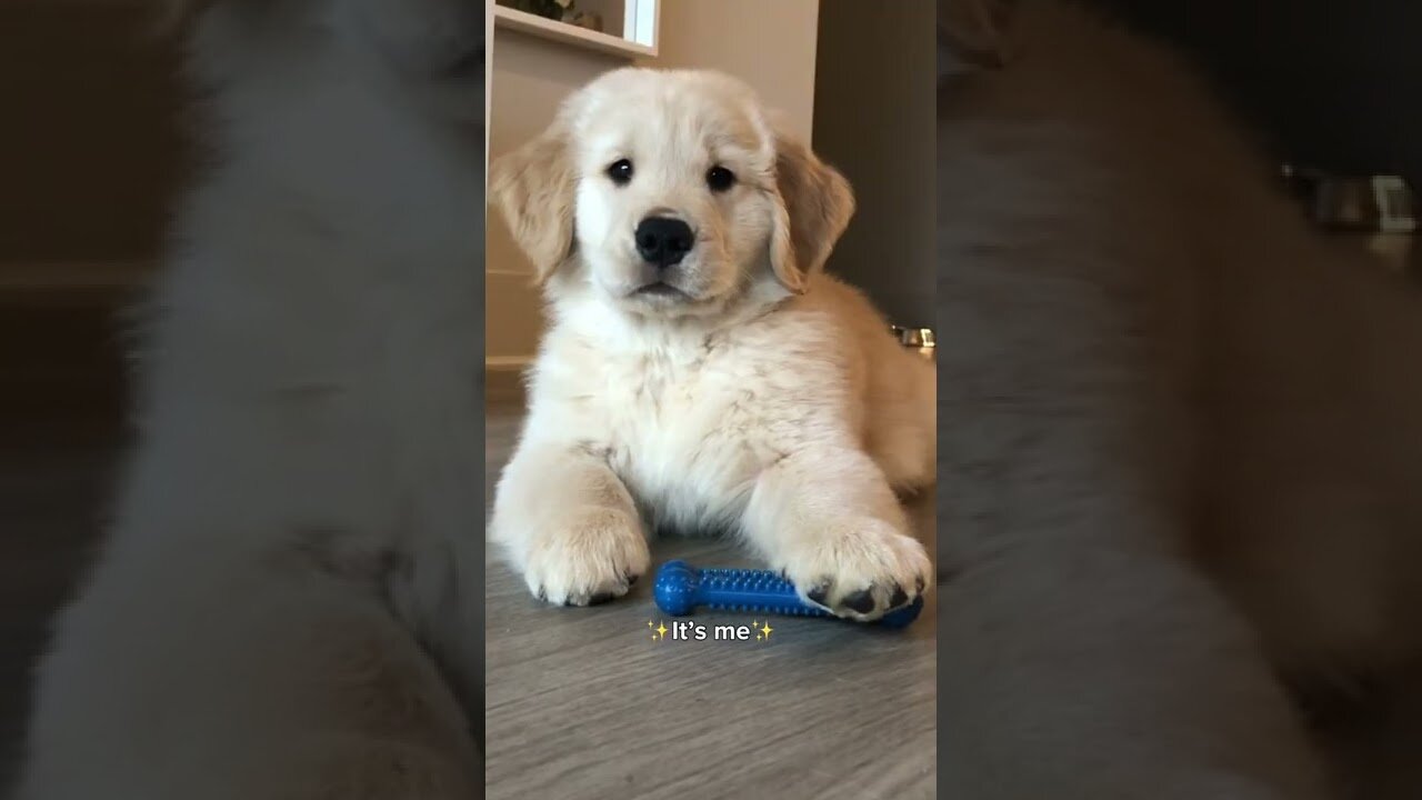 ×Hi 🥺👋🏻 #dogs #shorts #dogmom #funnydogs #comedy #puppies #tiktok #reels #goldenretriever