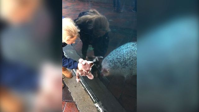 Cute Seal Loves Toy Raccoon