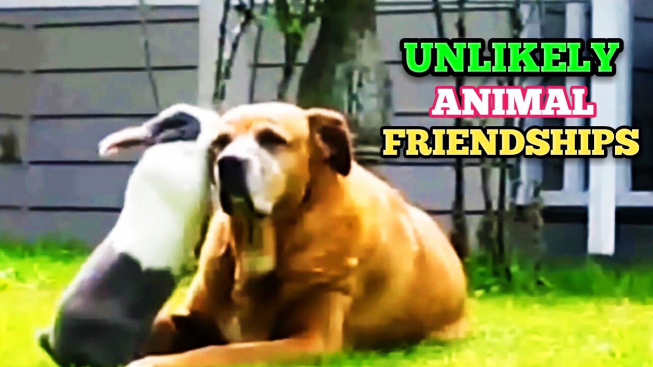 Unbelievable Animal Friendship _ Unlikely Animal Friendships |