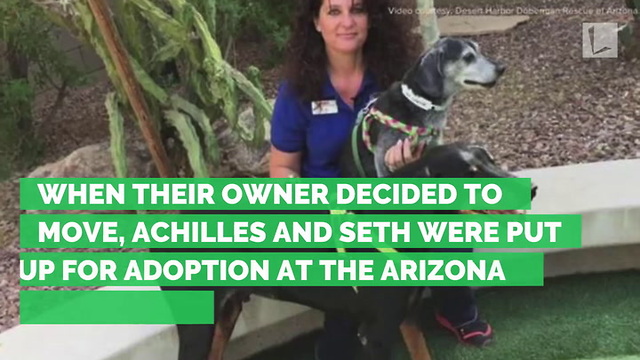 2 Senior Dogs Separated after Being Surrendered to Shelter. Family Reunites Pair 3 Months Later