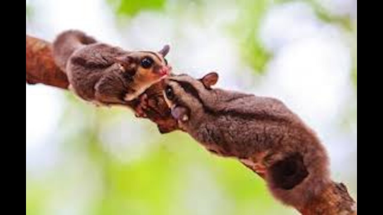 ♥♥Funny And Cute SUGAR GLIDERS Flying♥♥