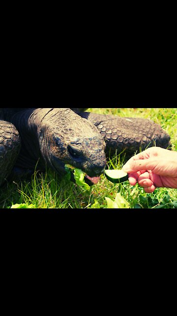 Rare Aldabra Giant Tortoise