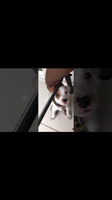 Angel wolf #dog #music #love #pets