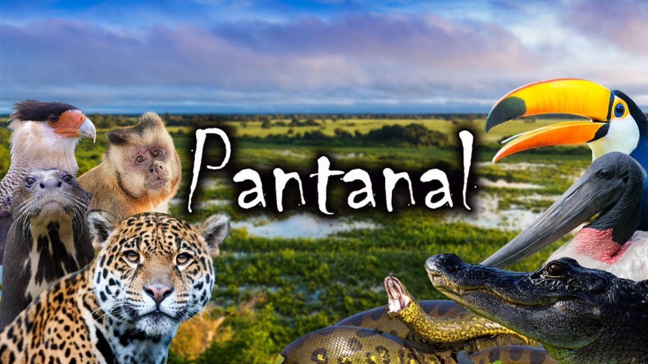 Pantanal Mato Grosso - Brazilian Forest