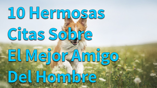 10 Hermosas Citas Sobre El Mejor Amigo Del Hombre