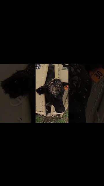 Taking ear notch samples for BVD testing. #cattle #farm #farmlife #ranch #ranchlife #bvd #calf #cow