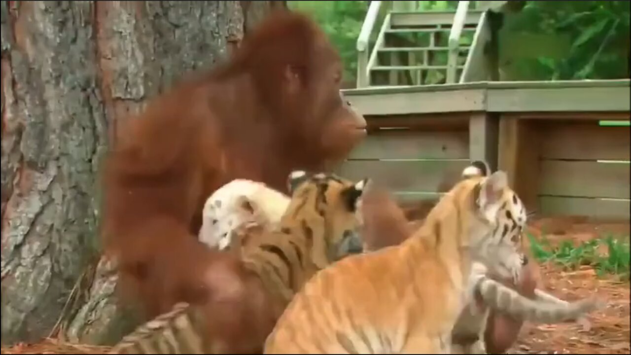 Orangutan Loves It's Little Kitties