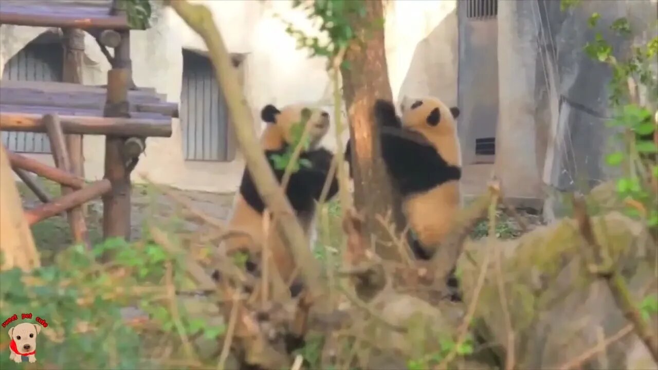 Cute panda video collection，Filmed in Chinese panda