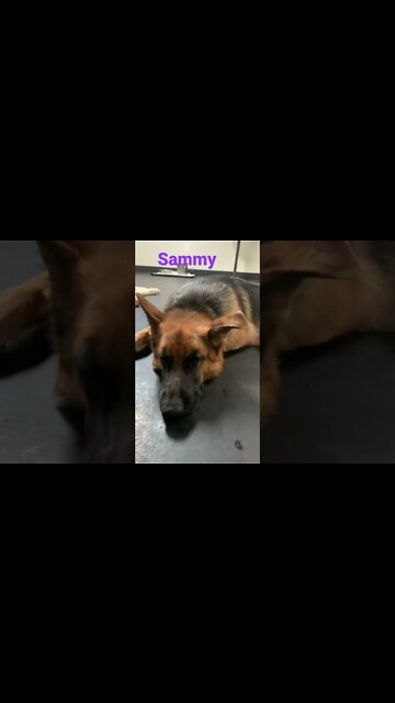[Shorts 0158] SAMMY [#dogs #doggos #doggos #puppies #dogdaycare]
