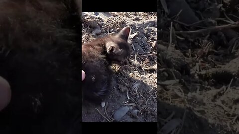 Маленький котенок брошенный в мусорке