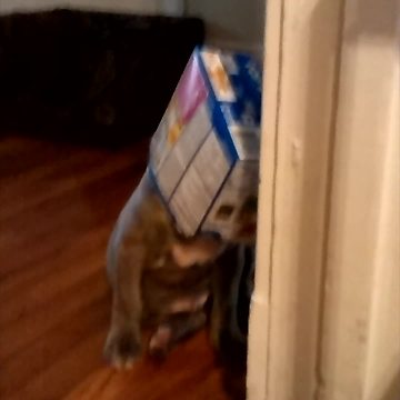 A Dog With A Box On His Head