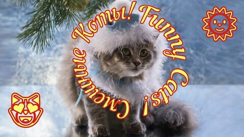 Смешные Коты 12 Funny Cats Юмор