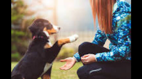 Any Dog Training Step by Step!