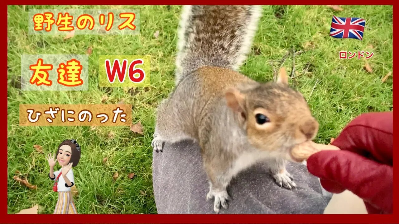 【りす観察Week6】野生のリスと友達になった/ひざにのってくるリスがかわいすぎた(^O^)/チョッピーの兄弟。チョビッチー