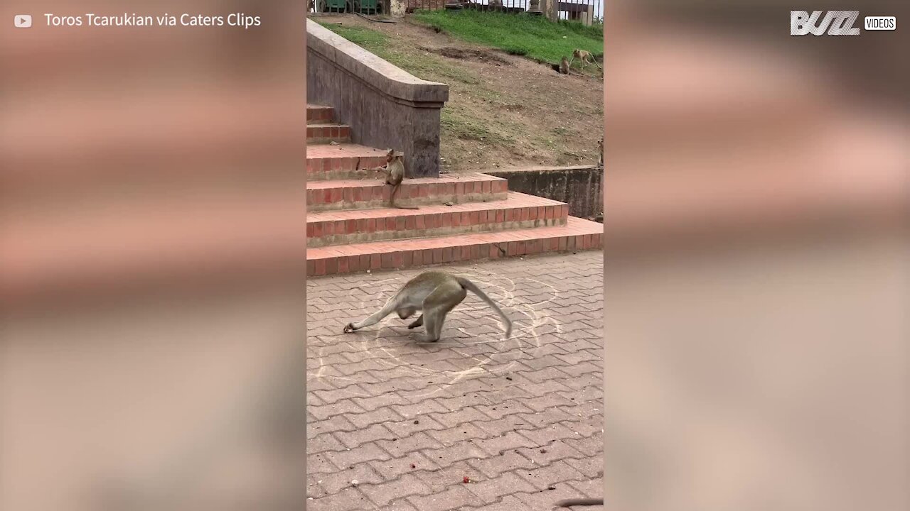 Crazy Thailand monkey gets in a spin drawing circles in the ground