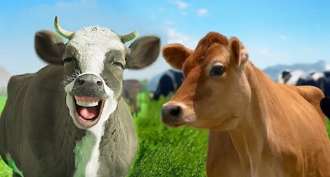 FUNNY COW DANCE 9 │ Cow Song & Cow Videos 2021