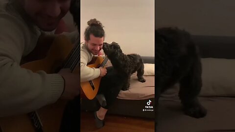 Sera que ele gosta dessa música? #shorts #dogshorts #fypシ゚viral