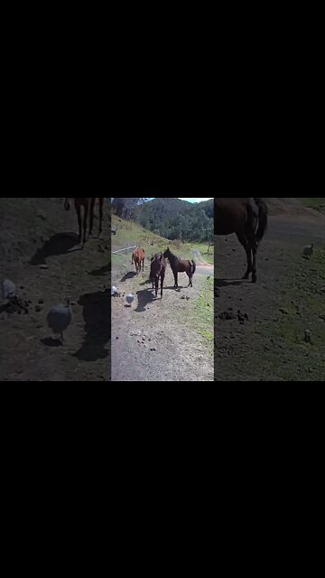 Young horses with old sick herd mate
