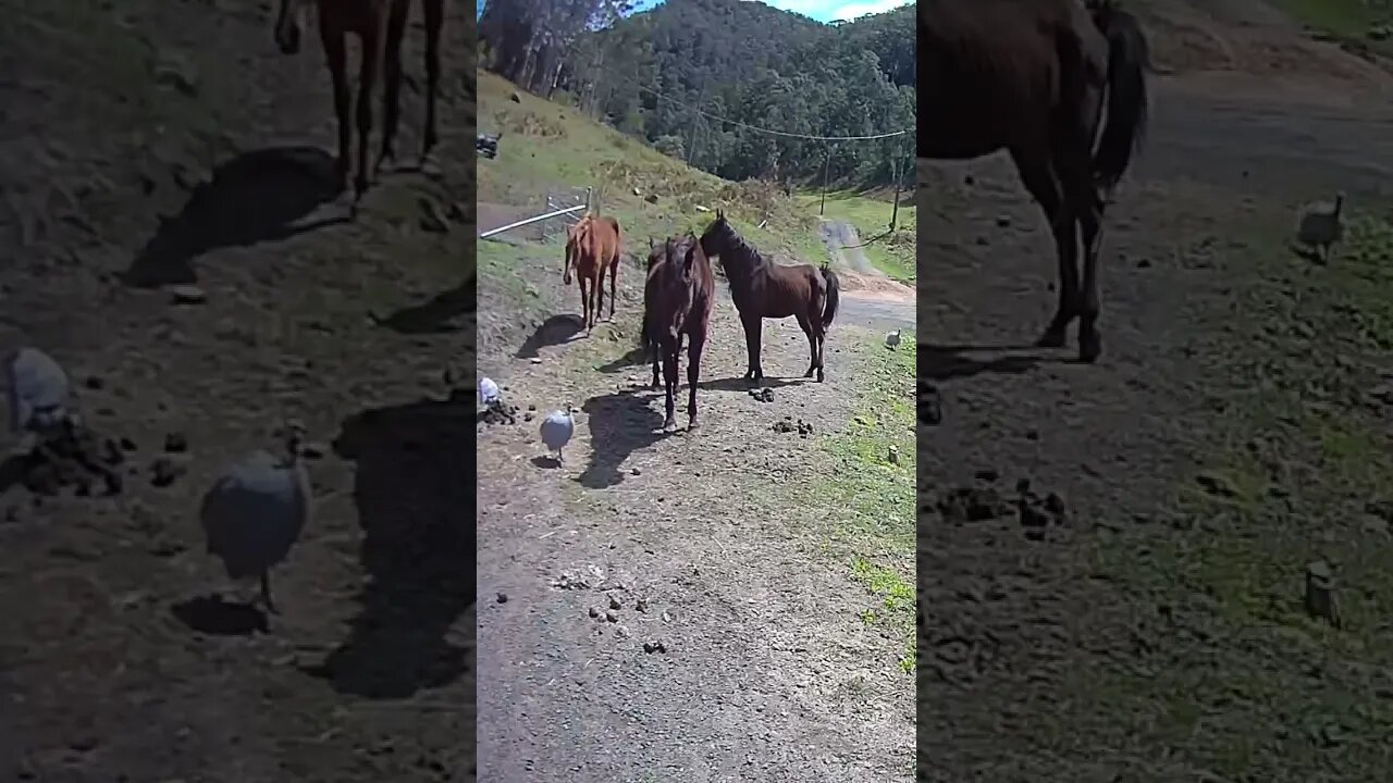 Young horses with old sick herd mate