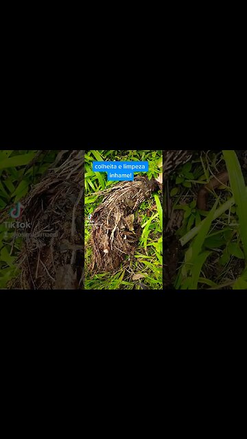 momentos no reino - colheita de inhame!