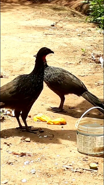 Jacu e sua família deliciando-se com mamões frescos na terra Jacuaçu, jacuguaçu, guans