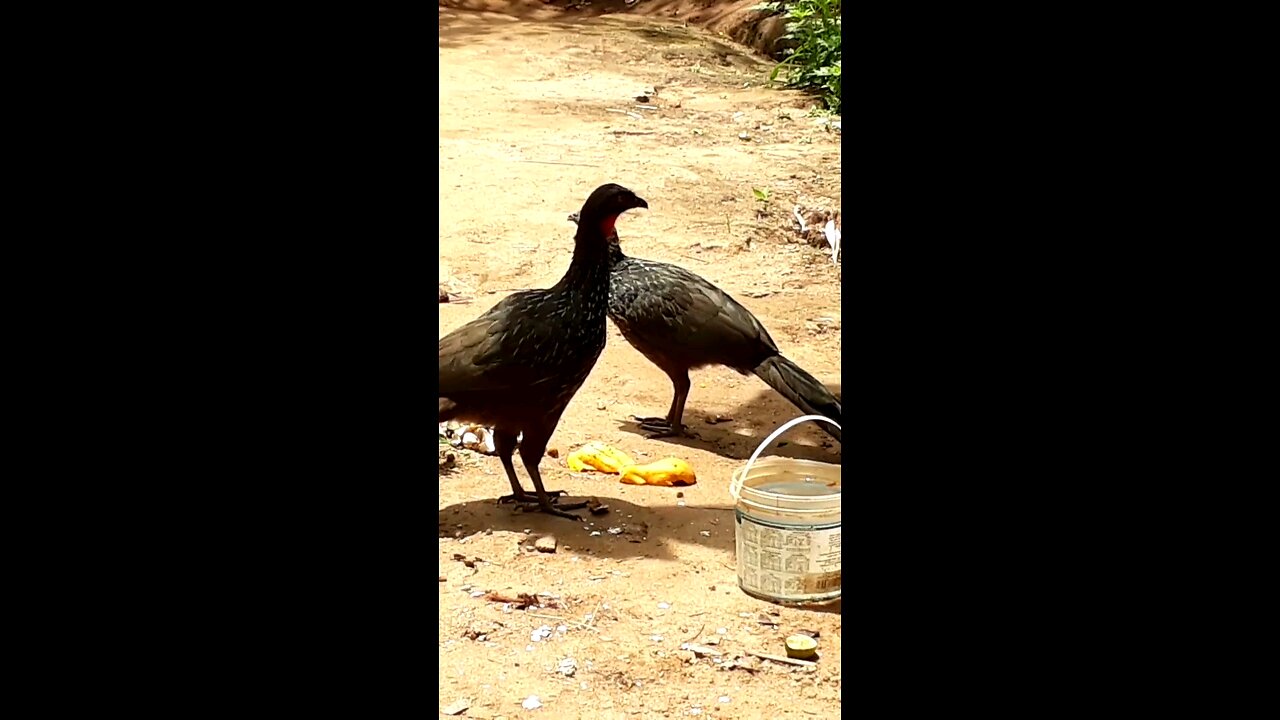 Jacu e sua família deliciando-se com mamões frescos na terra Jacuaçu, jacuguaçu, guans