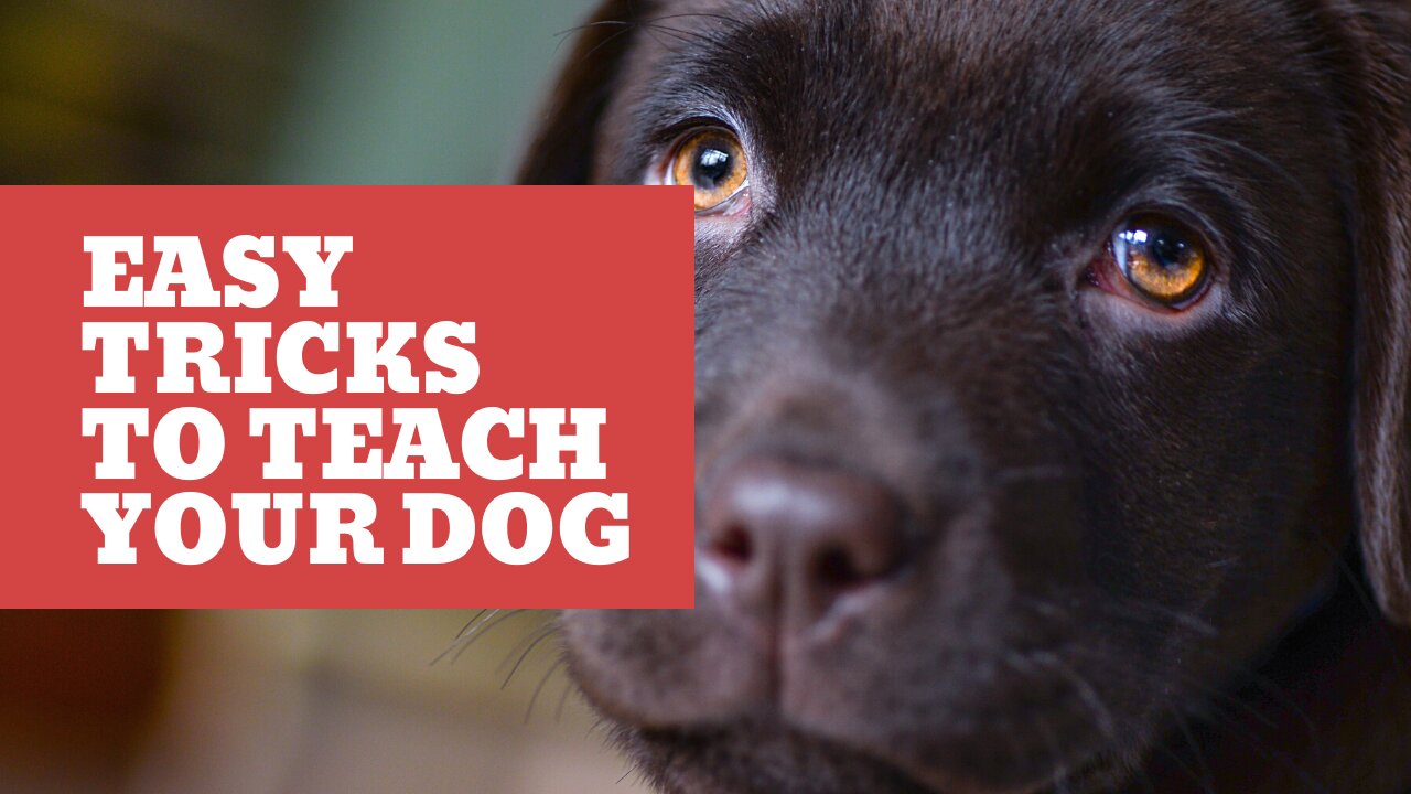 Easy Tricks To Teach Your Dog Almost Immediately