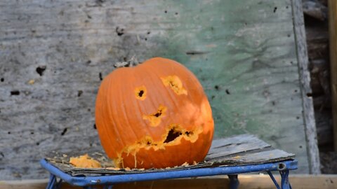 Whitetail buck at my range plus pumpkin carving