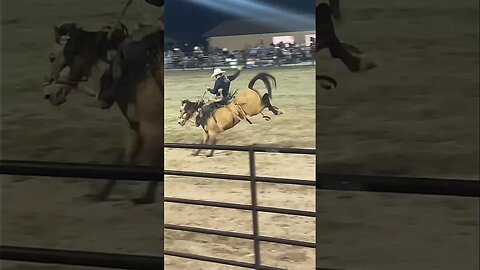 Small Town Rodeo | This Groomer’s Weekend!