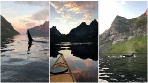 Un kayak circondato dalle orche in Norvegia