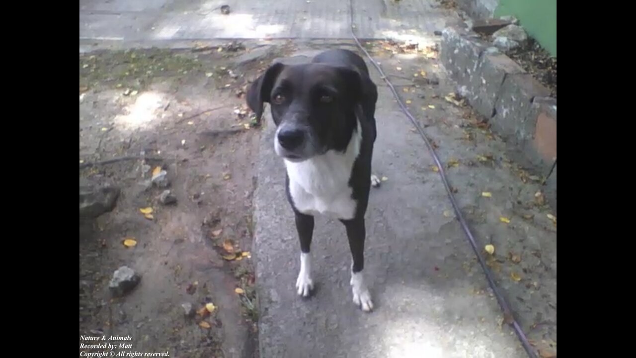 Lindo cachorro preto e branco na calçada próximo ao parque [Nature & Animals]