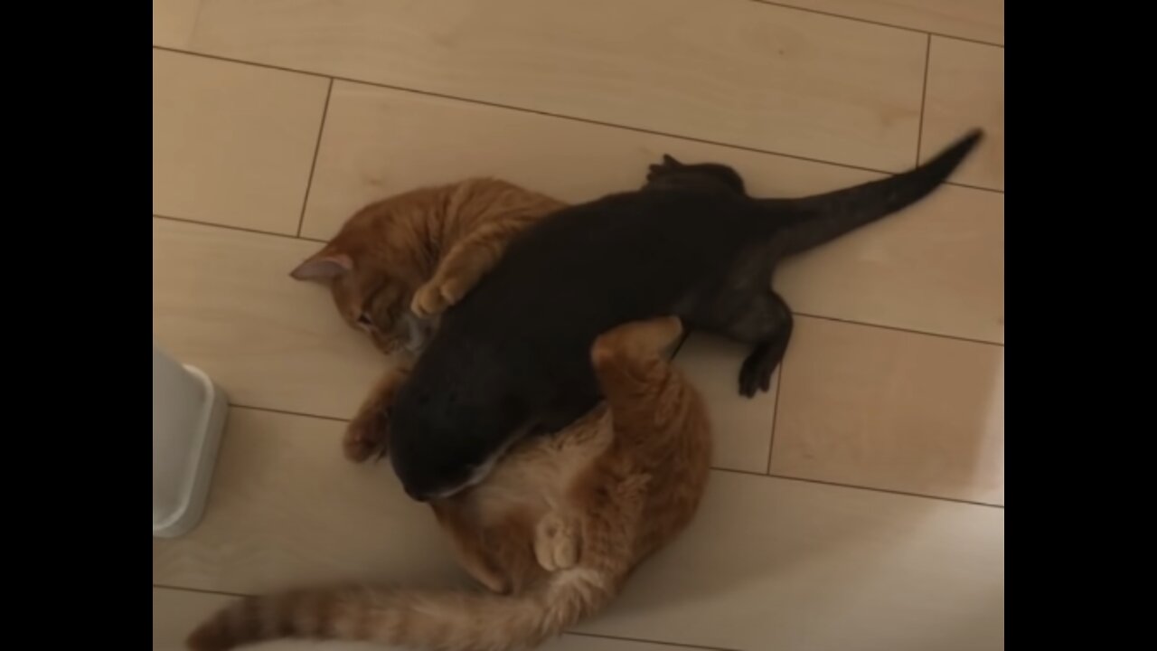 cat who like otter too much