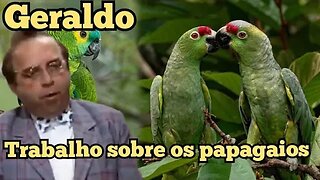 Escolinha do Professor Raimundo; Geraldo, trabalho sobre os papagaios.