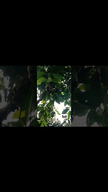 Green Amazon Parrot Eating Our Paso