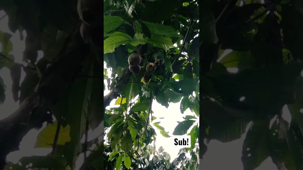 Green Amazon Parrot Eating Our Paso