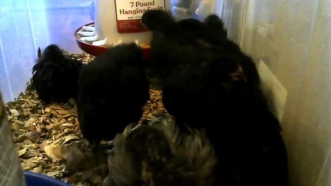 Live stream 4 week old chicks, new old cam