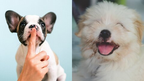 You will laugh at all the DOGS 🤣 Funny DOG Videos 😂🐶 #CuteDog #BabyDog #CutePuppies
